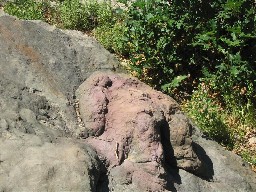 T-Rex track near Anasazi Camp